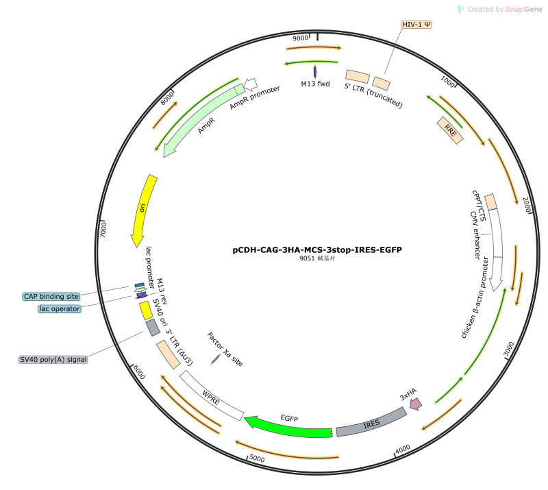 pCDH-CAG-3HA-MCS-3stop-IRES-EGFP